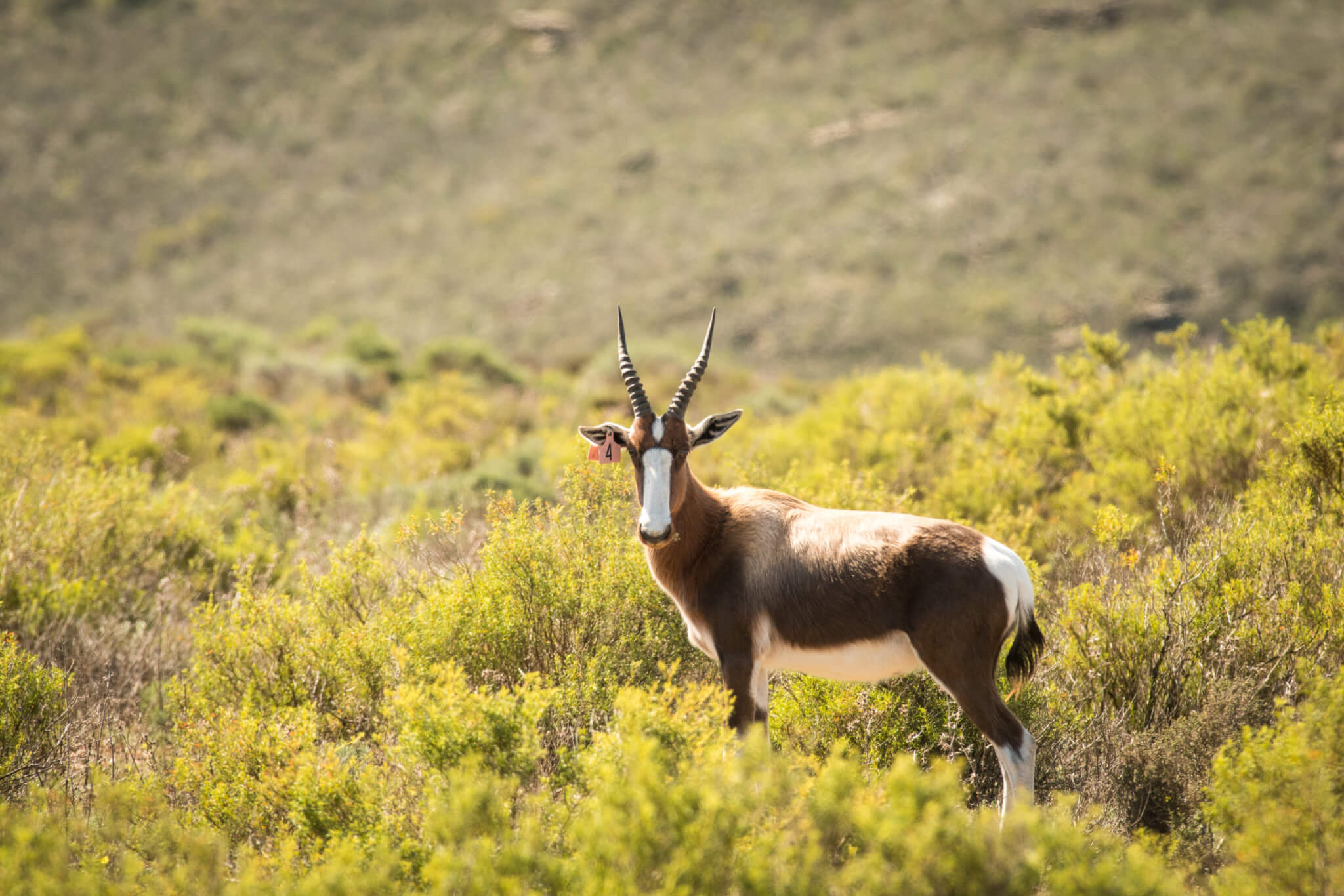 Fun Facts About Bontebok | Melozhori Private Game Reserve